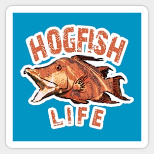 Hogfish Life Sticker